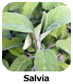 Salvia